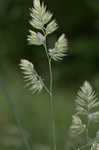 Orchardgrass